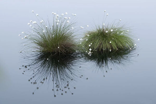Cotton Grass (Eriophorum vaginatum) growing in water. Goldenstater Moor, Niedersachsen, Germany
