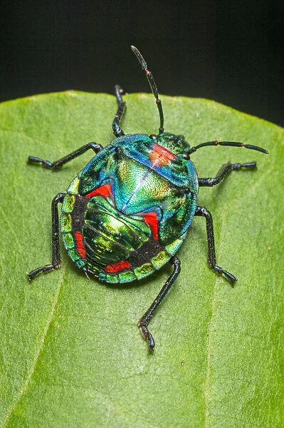 Cotton or hibiscus harlequin bug (Tectocoris diophthalmus) nymph feeding on a green leaf