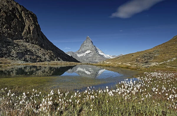 Cottongrass (Eriophorum sp) flowering beside Riffelsee, Matterhorn reflected in lake