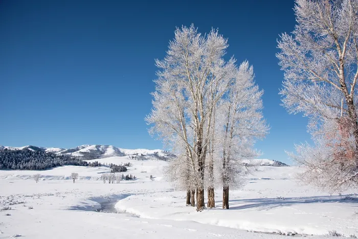 Framed Print : Cottonwood trees (Populus sp.) covered in hoar frost just after sunrise on an intensely cold morning, Lamar River Valley, Yellowstone National Park, Wyoming, USA. January Framed Print : Cottonwood trees (Populus sp.) covered in hoar frost just after sunrise on an intensely cold morning, Lamar River Valley, Yellowstone National Park, Wyoming, USA. January