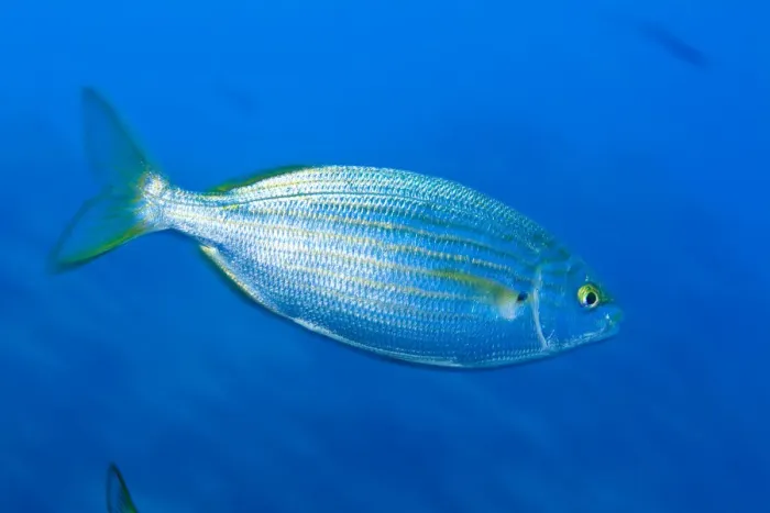 Framed Print : Cow bream / Saupe (Sarpa salpa) Larvotto Marine Reserve, Monaco, Mediterranean Sea Framed Print : Cow bream / Saupe (Sarpa salpa) Larvotto Marine Reserve, Monaco, Mediterranean Sea