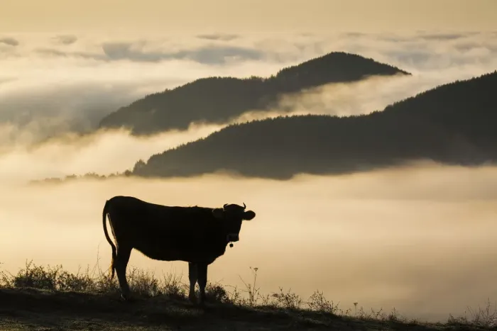 Framed Print : Cow with cowbell silhouetted at sunrise, with mist over the Eastern Rhodope Mountains Framed Print : Cow with cowbell silhouetted at sunrise, with mist over the Eastern Rhodope Mountains