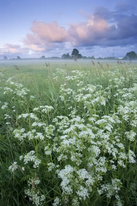 Framed Print : Cow parsely (Anthriscus sylvestris) in damp flower meadow at dawn, Nemunas regional Reserve