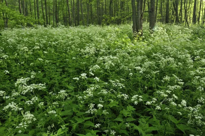 Framed Print : Cow parsley (Anthriscus sylvestris) growing in woodland, Slitere National Park, Latvia Framed Print : Cow parsley (Anthriscus sylvestris) growing in woodland, Slitere National Park, Latvia