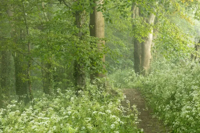 Framed Print : Cow parsley (Anthriscus sylvestris) in a misty Crendle Woods at dawn, Milborne Port Framed Print : Cow parsley (Anthriscus sylvestris) in a misty Crendle Woods at dawn, Milborne Port