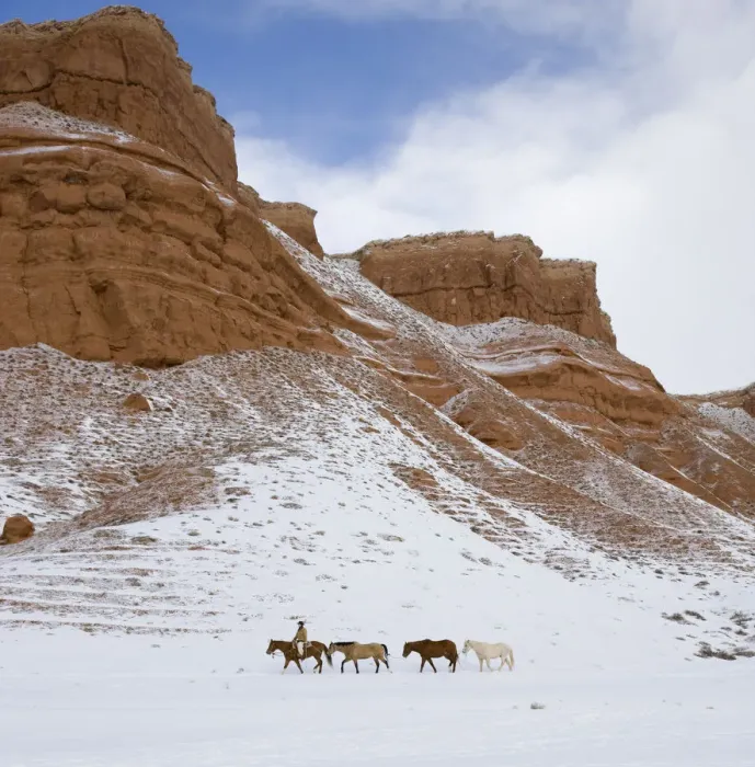 Framed Print : Cowboy leading Quarter horses pack train in the snow at Flitner Ranch, Shell, Wyoming, USA Framed Print : Cowboy leading Quarter horses pack train in the snow at Flitner Ranch, Shell, Wyoming, USA