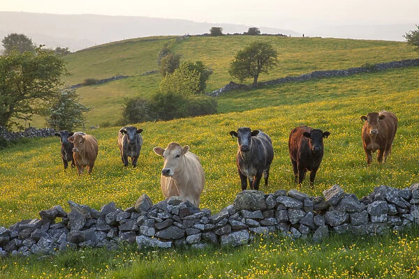 Cows (Bos taurus) in field of buttercups looking over dry stone wall. Peak District National Park