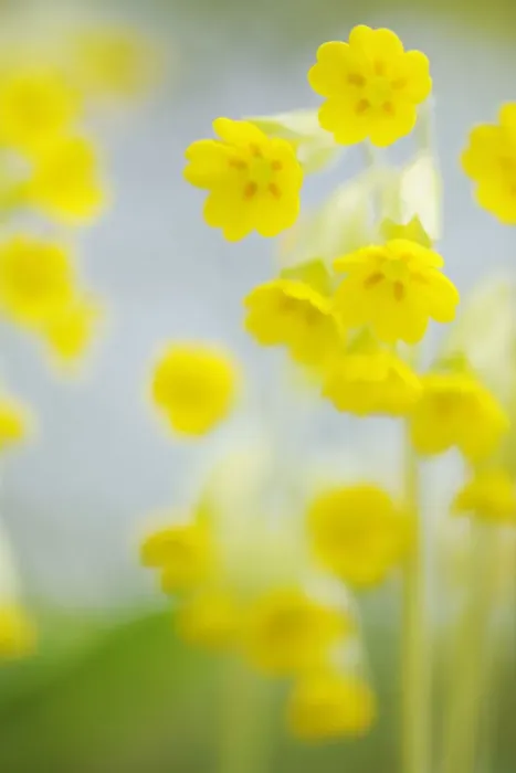Framed Print : Cowslip (Primula veris) flowers, Kallhall, Uppland Sweden, May 2009 Framed Print : Cowslip (Primula veris) flowers, Kallhall, Uppland Sweden, May 2009