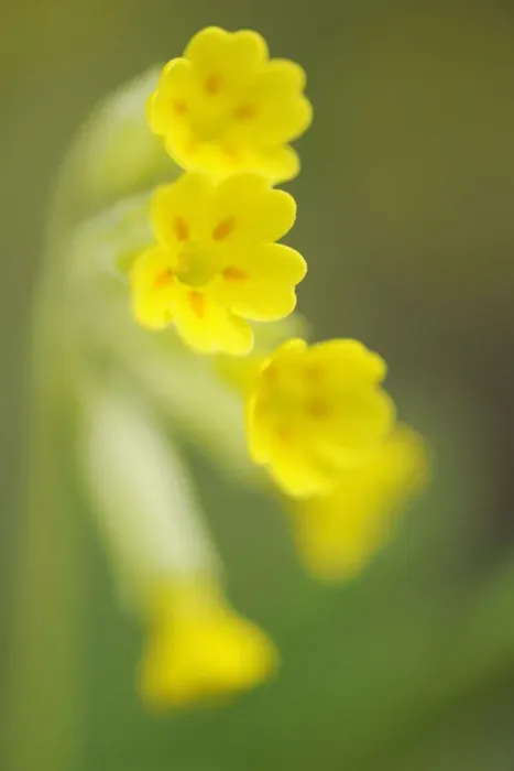 Framed Print : Cowslip (Primula veris) flowers, Kallhall, Uppland Sweden, May 2009 Framed Print : Cowslip (Primula veris) flowers, Kallhall, Uppland Sweden, May 2009