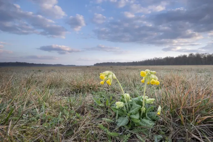 Framed Print : Cowslip (Primula veris) and habitat, Klein Schietveld, Brasschaat, Belgium. March Framed Print : Cowslip (Primula veris) and habitat, Klein Schietveld, Brasschaat, Belgium. March