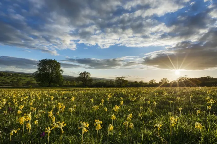 Framed Print : Cowslips (Primula veris) in bloom on Hardington Moor NNR, Somerset, England, UK, May 2013