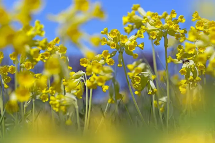 Framed Print : Cowslips (Primula veris) in flower, Norfolk, England, UK, April Framed Print : Cowslips (Primula veris) in flower, Norfolk, England, UK, April