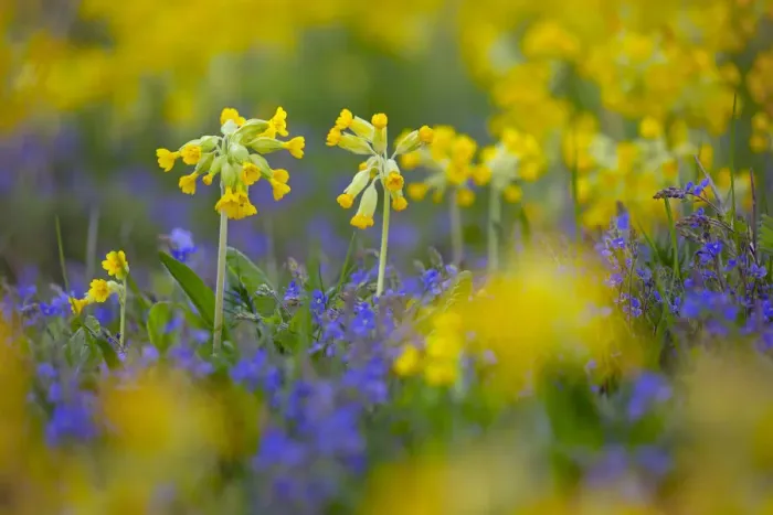 Framed Print : Cowslips (Primula veris) growing on organic farm. Norfolk, UK, April Framed Print : Cowslips (Primula veris) growing on organic farm. Norfolk, UK, April