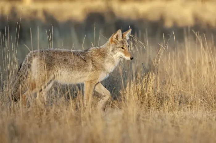 Framed Print : Coyote (Canis latran) in sagebrush grassland, Yellowstone National Park, Wyoming, USA Framed Print : Coyote (Canis latran) in sagebrush grassland, Yellowstone National Park, Wyoming, USA