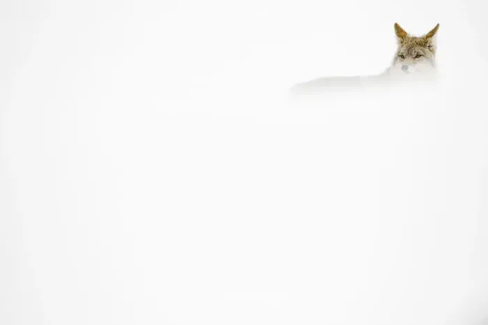 Framed Print : Coyote (Canis latrans) concealed in the snow, Yellowstone National Park, Wyoming, USA Framed Print : Coyote (Canis latrans) concealed in the snow, Yellowstone National Park, Wyoming, USA