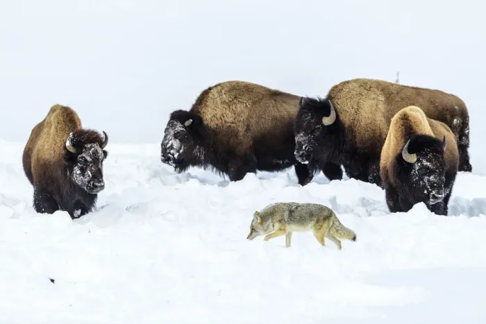 Framed Print : Coyote (Canis latrans) foraging in deep winter snow disturbed by grazing American bison Framed Print : Coyote (Canis latrans) foraging in deep winter snow disturbed by grazing American bison