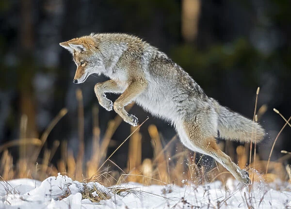 Coyote (Canis latrans) hunting after a fresh snowfall, Yellowstone National Park, Wyoming, USA. October