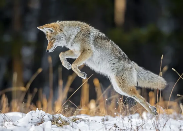 Framed Print : Coyote (Canis latrans) hunting after a fresh snowfall, Yellowstone National Park, Wyoming, USA. October Framed Print : Coyote (Canis latrans) hunting after a fresh snowfall, Yellowstone National Park, Wyoming, USA. October