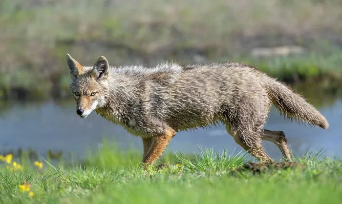Framed Print : Coyote (Canis latrans) hunting in wetland meadow, Yellowstone National Park, Wyoming, USA. June