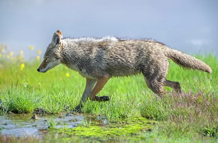 Framed Print : Coyote (Canis latrans) hunting in a wetland meadow, Yellowstone National Park, Wyoming, USA. June Framed Print : Coyote (Canis latrans) hunting in a wetland meadow, Yellowstone National Park, Wyoming, USA. June