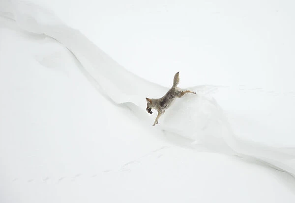 Coyote (Canis latrans) jumping in snow with its prey, Yellowstone National Park, Wyoming