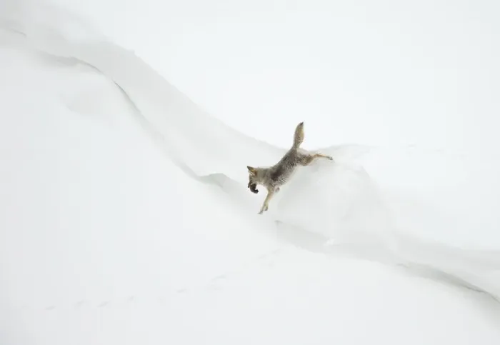 Framed Print : Coyote (Canis latrans) jumping in snow with its prey, Yellowstone National Park, Wyoming Framed Print : Coyote (Canis latrans) jumping in snow with its prey, Yellowstone National Park, Wyoming