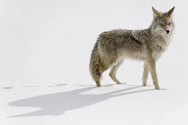 Coyote (Canis latrans) in the snow, Yellowstone National Park, Wyoming, USA. January