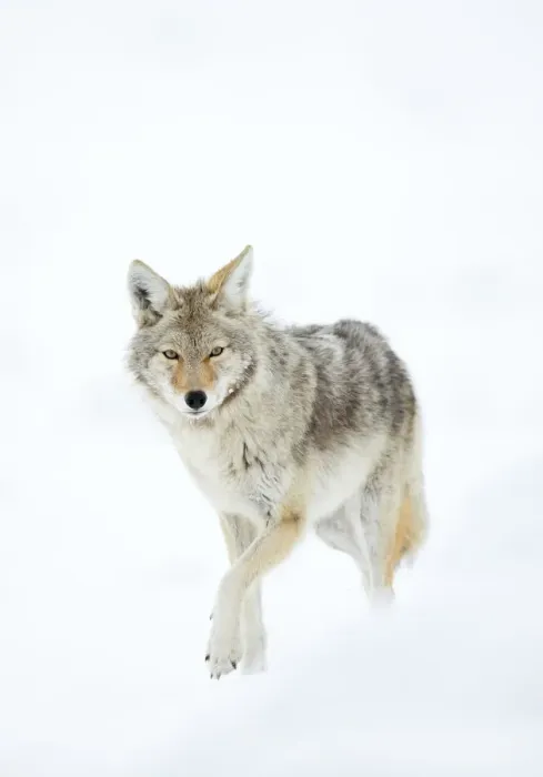 Framed Print : Coyote (Canis latrans) in snow, Yellowstone National Park, Wyoming, USA, February Framed Print : Coyote (Canis latrans) in snow, Yellowstone National Park, Wyoming, USA, February