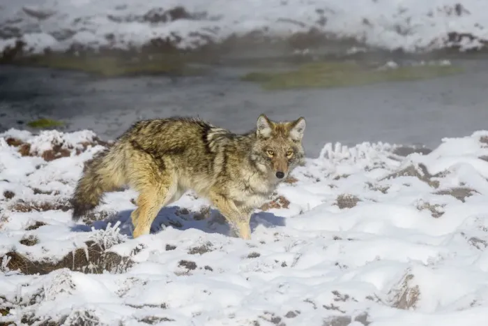 Framed Print : Coyote (Canis latrans) standing near waters edge, in snow Framed Print : Coyote (Canis latrans) standing near waters edge, in snow