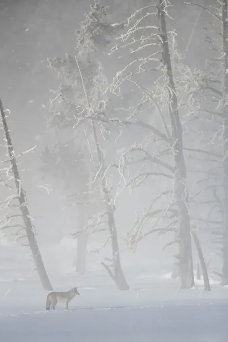 Framed Print : Coyote (Canis latrans) standing in snow, dwarfed by frosty trees Framed Print : Coyote (Canis latrans) standing in snow, dwarfed by frosty trees