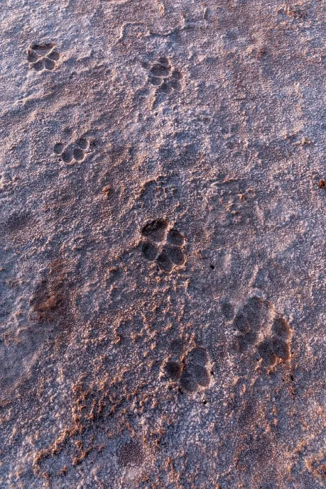 Framed Print : Coyote (Canis latrans) tracks in dry ground, Cienega de Santa Clara, Sonora, Mexico