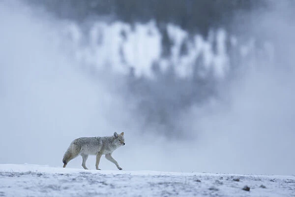 Coyote (Canis latrans) in wintry landscape, Yellowstone National Park, USA, February