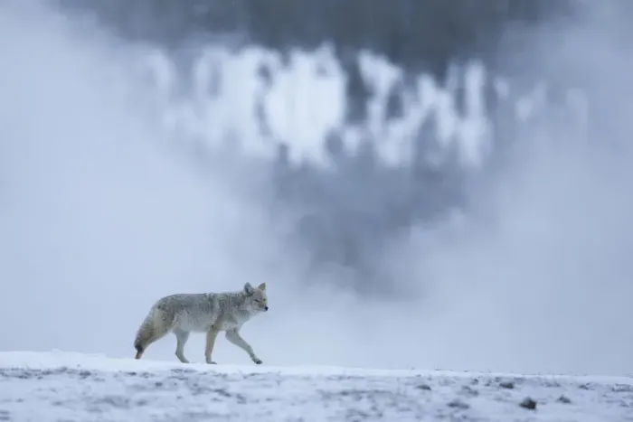 Framed Print : Coyote (Canis latrans) in wintry landscape, Yellowstone National Park, USA, February Framed Print : Coyote (Canis latrans) in wintry landscape, Yellowstone National Park, USA, February