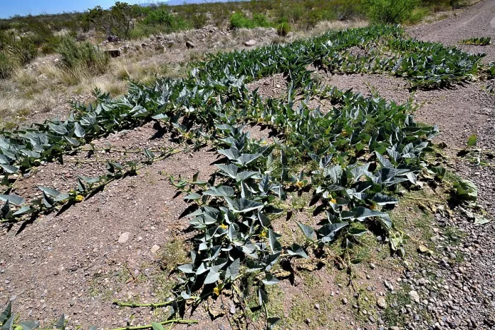 Framed Print : Coyote gourd (Cucurbita foetidissima) growing in dry ground, near San Simon, Arizona, USA. May