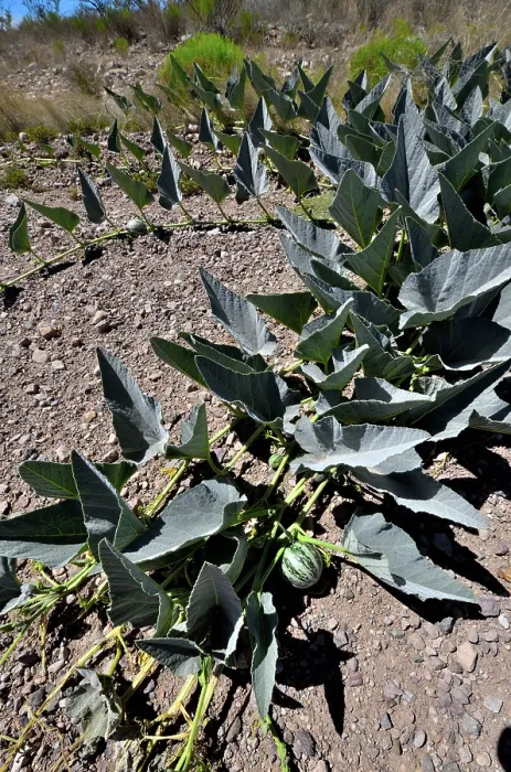 Framed Print : Coyote gourd (Cucurbita foetidissima) growing in dry ground, near San Simon, Arizona, USA. May Framed Print : Coyote gourd (Cucurbita foetidissima) growing in dry ground, near San Simon, Arizona, USA. May