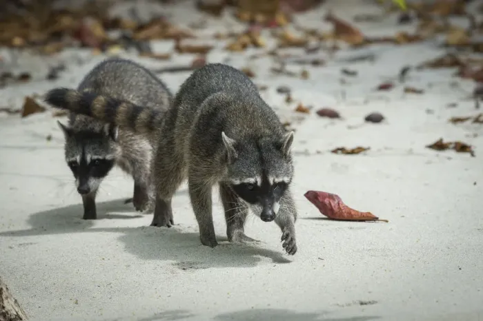 Framed Print : Crab-eating raccoons (Procyon cancrivorus) Manuel Antonio National Park, Costa Rica