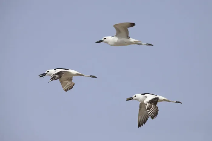 Framed Print : Crab-plover (Dromas ardeola) three flying, two with crabs in beaks. Oman, June Framed Print : Crab-plover (Dromas ardeola) three flying, two with crabs in beaks. Oman, June