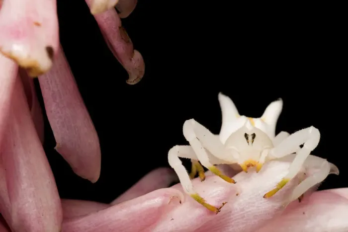 Framed Print : Crab spider (Epicadus heterogaster) on petals, Canande, Esmeraldas, Ecuador