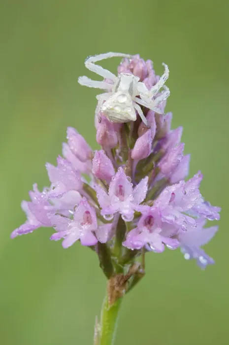 Framed Print : Crab spider (Misumena sp) on Pyramidal orchid (Anacamptis pyramidalis) covered in water droplets