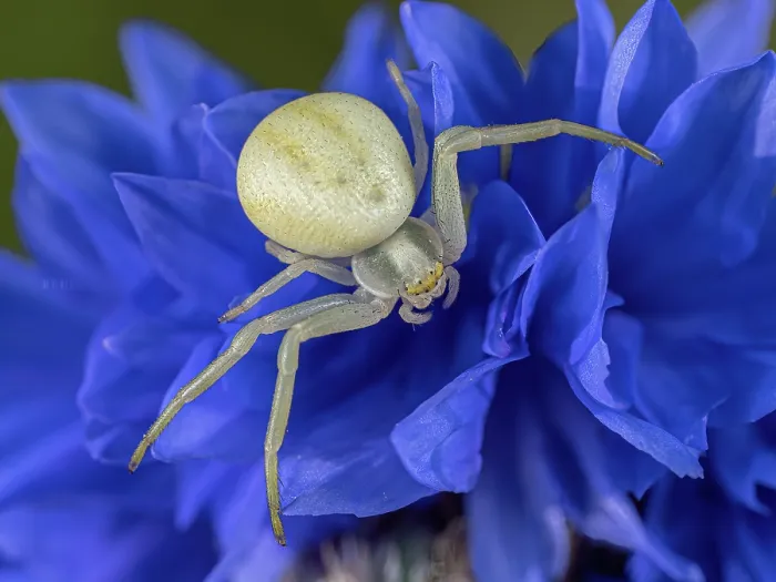 Framed Print : Crab spider (Misumena vatia) female, resting on Cornflower (Centaurea cyanus), Podere Montecucco, Orvieto, Umbria, Italy. July Framed Print : Crab spider (Misumena vatia) female, resting on Cornflower (Centaurea cyanus), Podere Montecucco, Orvieto, Umbria, Italy. July