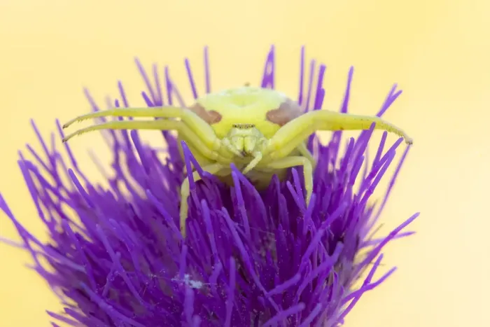 Framed Print : Crab spider (Misumena vatia) waiting for prey on Meadow thistle (Cirsium dissectum) Framed Print : Crab spider (Misumena vatia) waiting for prey on Meadow thistle (Cirsium dissectum)