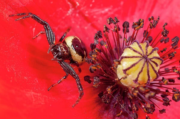 Crab spider (Synaema globosum) on a Poppy (Papaver sp. ) flower, Sibillini, Umbria, Italy. May