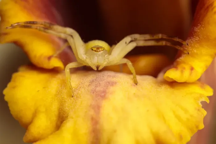 Framed Print : Crab Spider (Thomisidae) waiting in an orchid to ambush its prey Framed Print : Crab Spider (Thomisidae) waiting in an orchid to ambush its prey