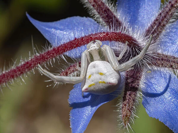 Crab spider (Thomisus onustus) waiting for ambush on Borage flower, Podere Montecucco