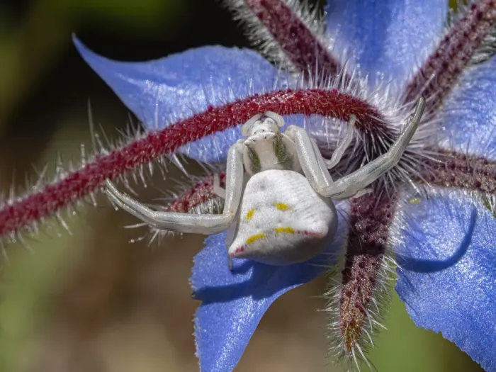 Framed Print : Crab spider (Thomisus onustus) waiting for ambush on Borage flower, Podere Montecucco Framed Print : Crab spider (Thomisus onustus) waiting for ambush on Borage flower, Podere Montecucco
