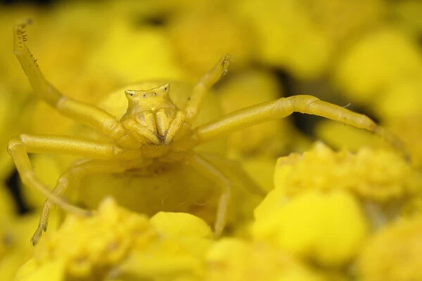 Crab spider (Thomisus onustus) yellow form on yellow Yarrow (Achillea filipendulina)