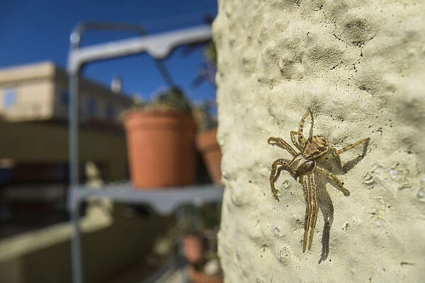 Crab spider (Xysticus sp. ) on balcony, Genova, Italy, May