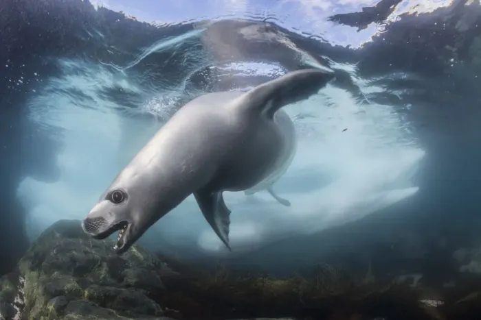 Framed Print : Crabeater seals (Lobodon carcinophaga) hunting under water, Antarctic Peninsula, Antarctica Framed Print : Crabeater seals (Lobodon carcinophaga) hunting under water, Antarctic Peninsula, Antarctica