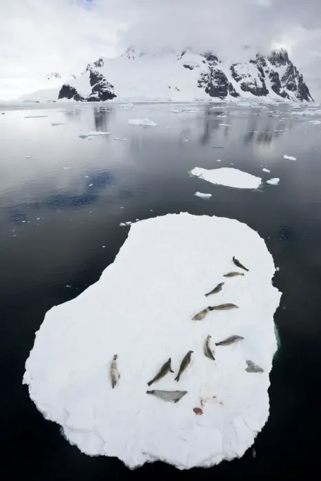 Framed Print : Crabeater seals (Lobodon carcinophaga) resting on ice floating ice sheet, Antarctic Peninsula Framed Print : Crabeater seals (Lobodon carcinophaga) resting on ice floating ice sheet, Antarctic Peninsula