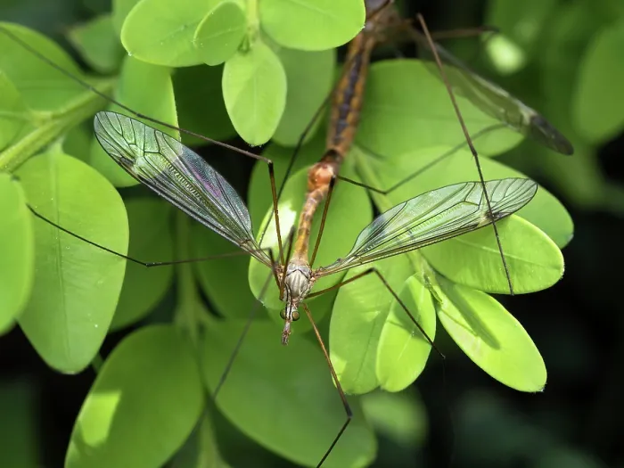 Framed Print : Crane flies (Tipula sp.) pair mating on boxwood leaves in a garden, Ovada, Piedmont, Italy. May Framed Print : Crane flies (Tipula sp.) pair mating on boxwood leaves in a garden, Ovada, Piedmont, Italy. May